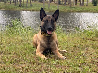 Photo for THOMASVILLE POLICE DEPARTMENT WELCOMES NEW K-9 TO THE FORCE