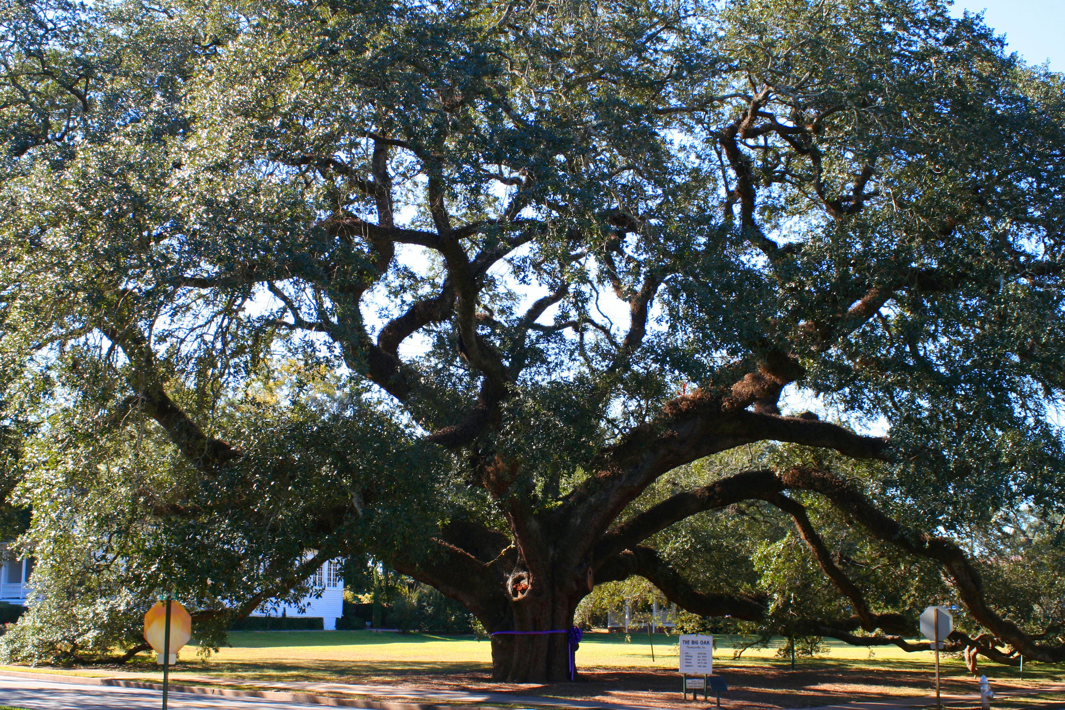 Photo of Thomasville's The Big Oak