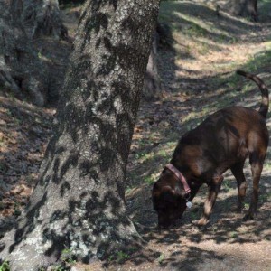CADAVER DOGS TRAIN IN THOMASVILLE Photo for CADAVER DOGS TRAIN IN THOMASVILLE