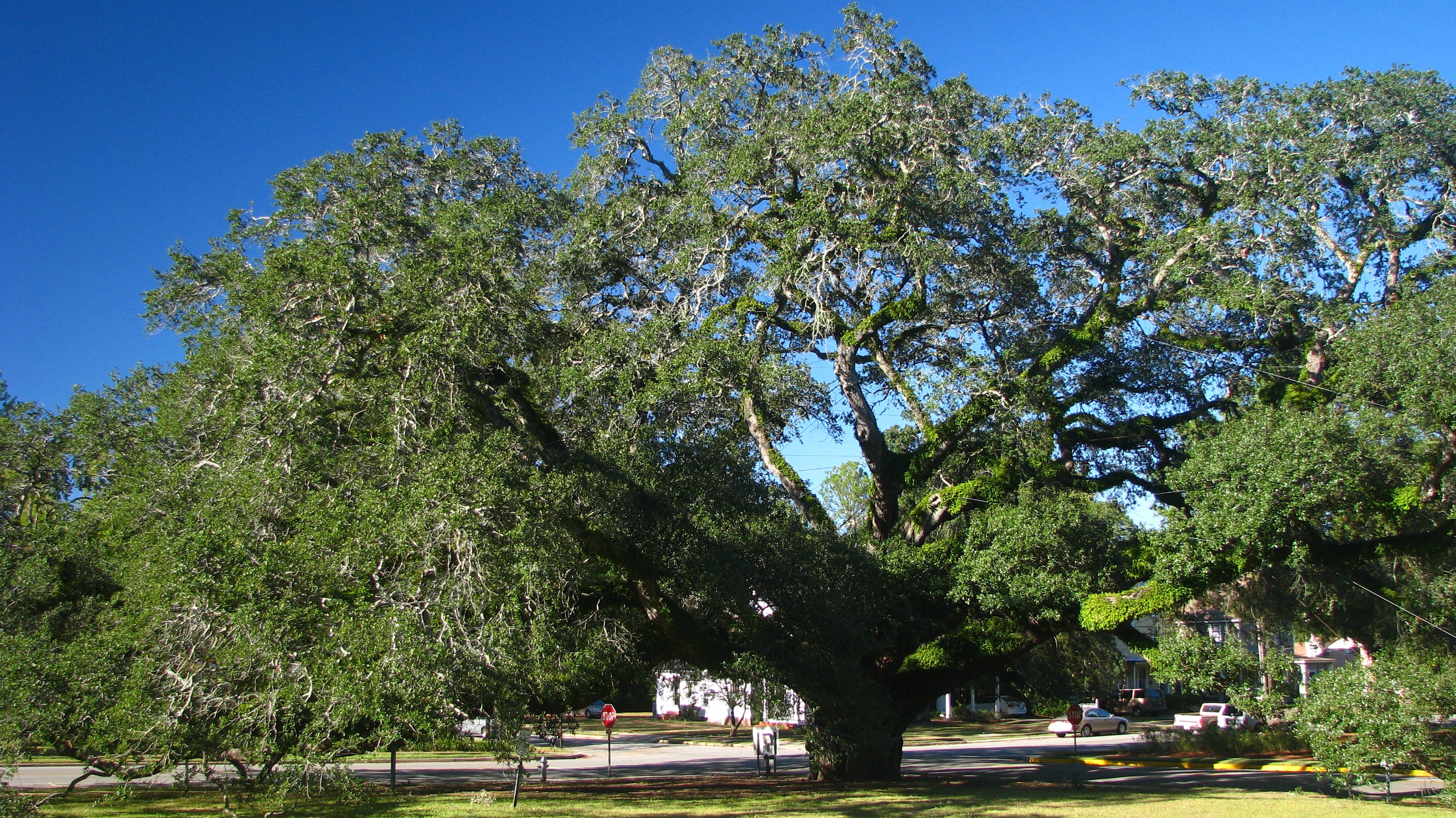 The Big Oak